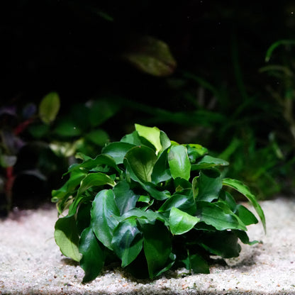 Green anubias nana petite wavy aquarium epiphyte plant with crinkled leaves