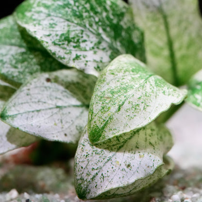 Macro shot of anubias nana petite white aquarium epiphyte plant leaves