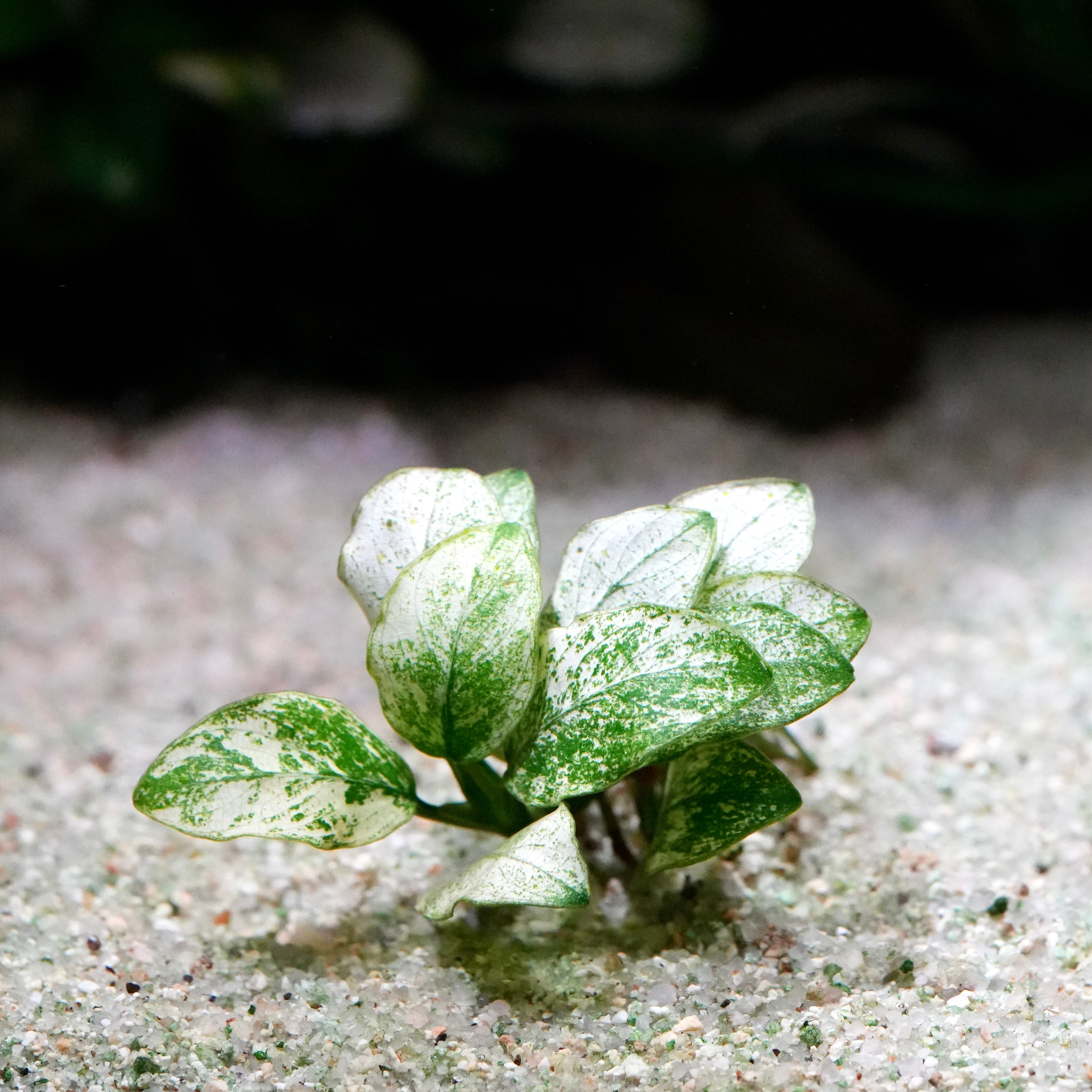 Variegated anubias nana petite white aquarium epiphyte plant 