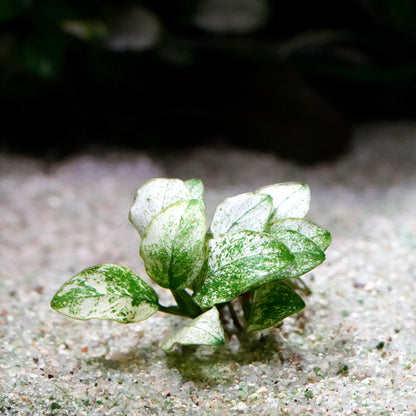 Variegated anubias nana petite white aquarium epiphyte plant 