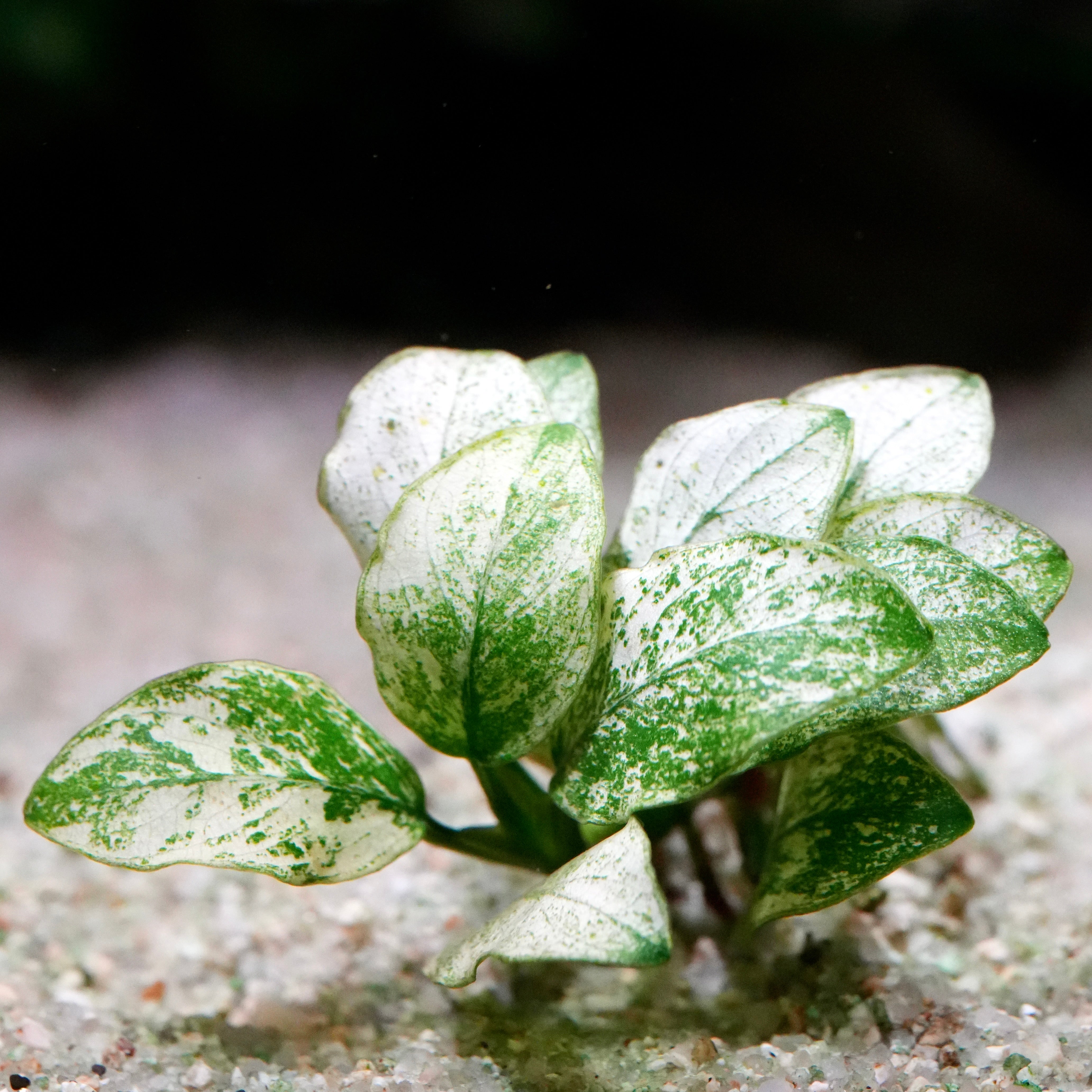 Close up of white and green anubias nana petite white aquarium epiphyte plant in sand