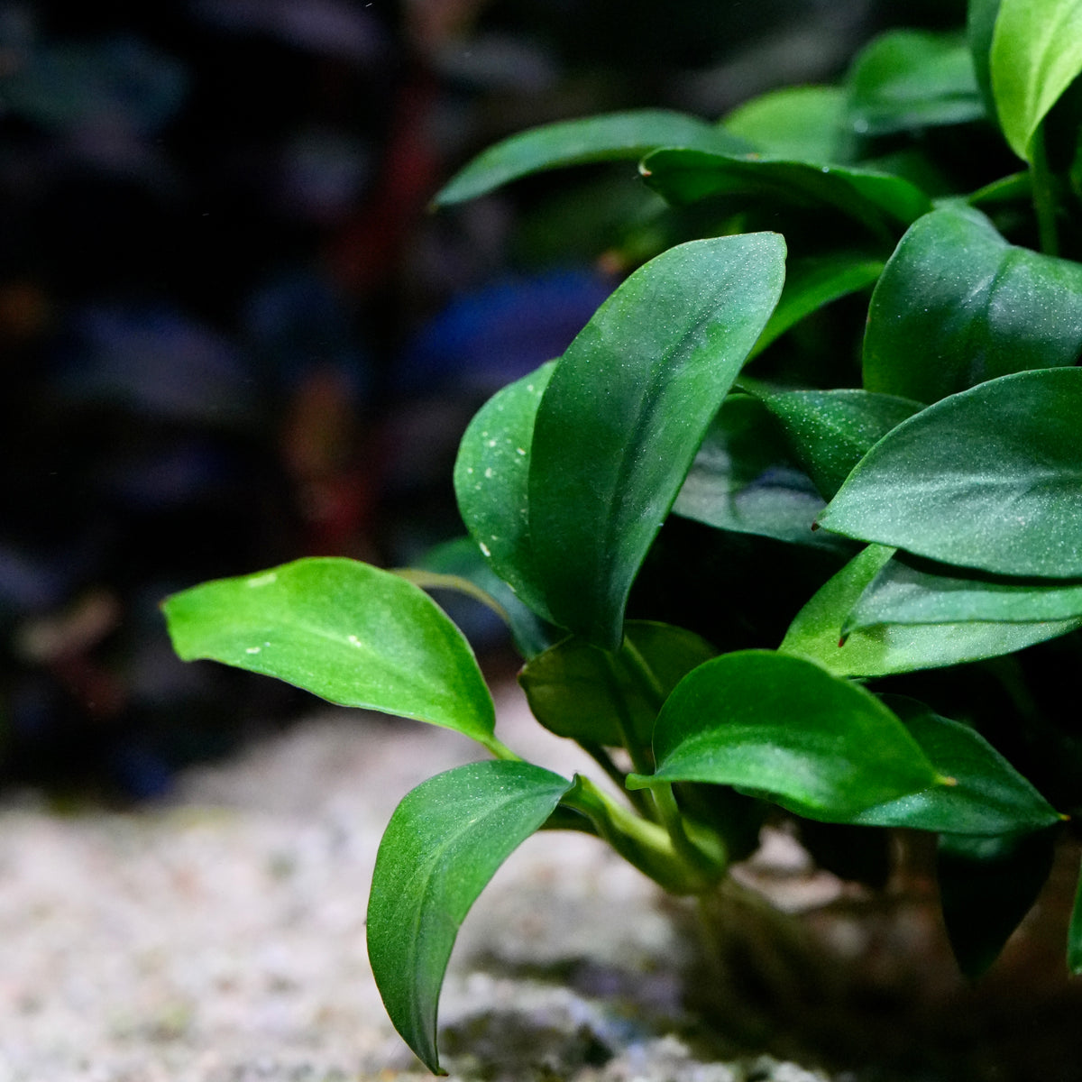 A close-up of a green anubias pangolino rare aquarium epiphyte plant with glossy, oval-shaped leaves.