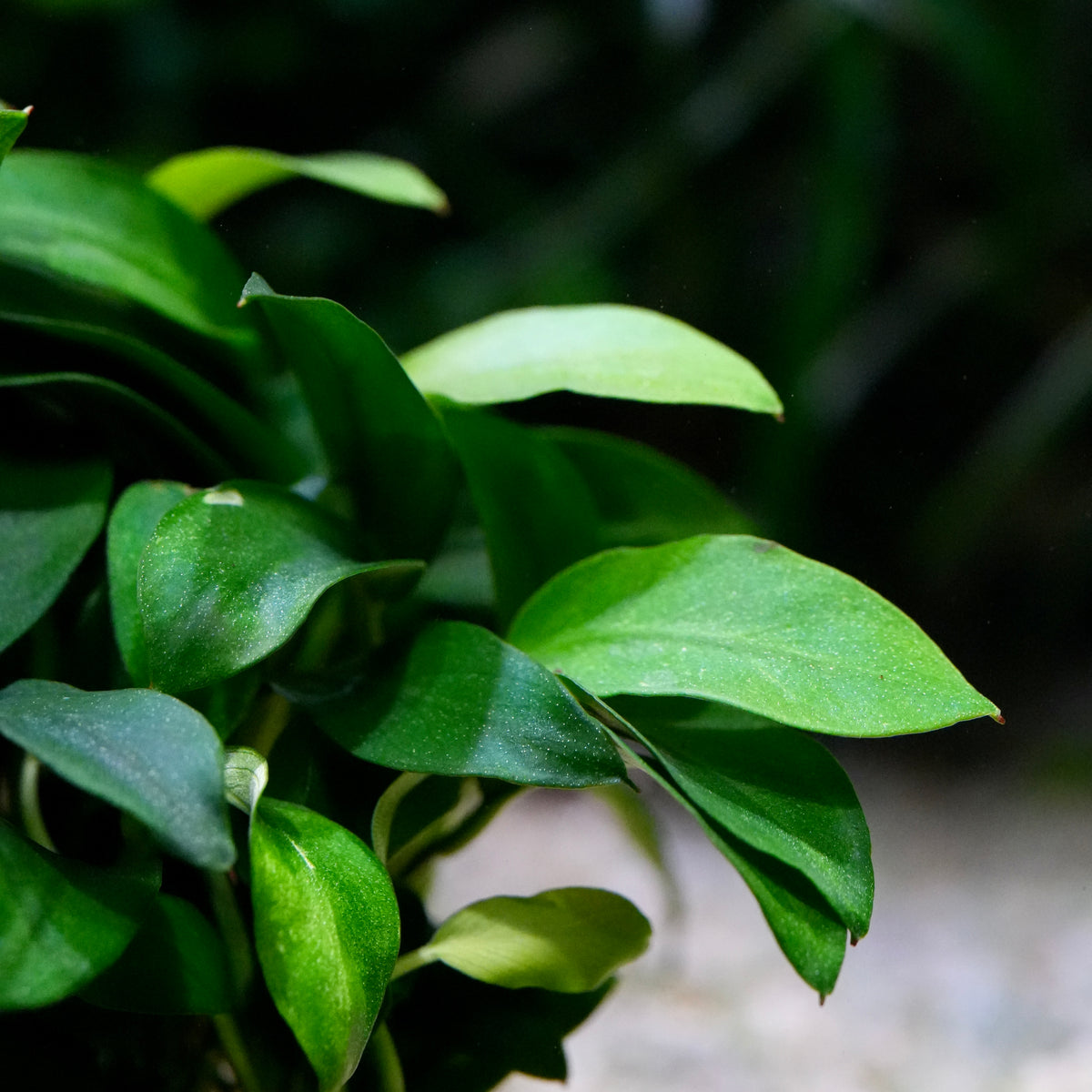 Close-up of glossy green leaves of anubias pangolino rare aquarium epiphyte plant.