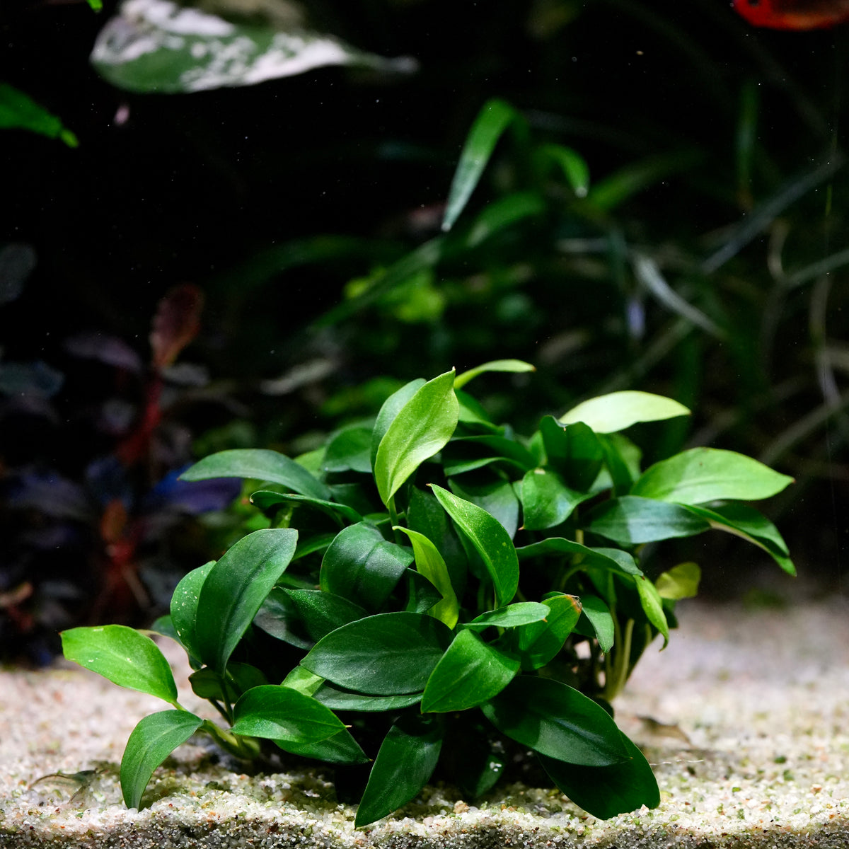 A small cluster of bright green anubias pangolino aquarium epiphyte plant with oval leaves growing in sand.