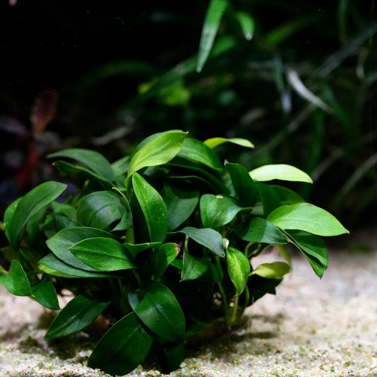A n anubias pangolino aquarium epiphyte plant with glossy, oval-shaped green leaves growing on a light sandy substrate in a dark aquarium environment.