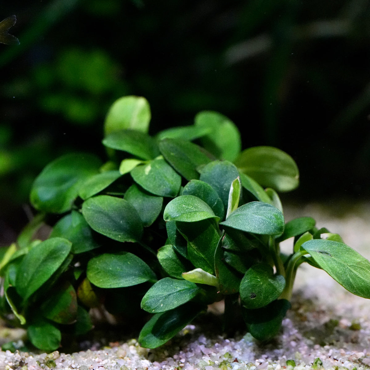 A cluster of small, rounded green anubias petite mini rare aquarium epiphyte plants with oval leaves growing on white gravel in an aquarium setting.