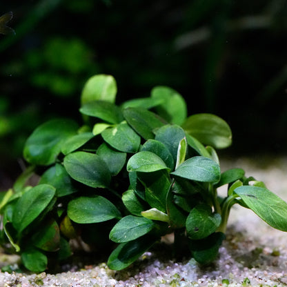 A cluster of small, rounded green anubias petite mini rare aquarium epiphyte plants with oval leaves growing on white gravel in an aquarium setting.