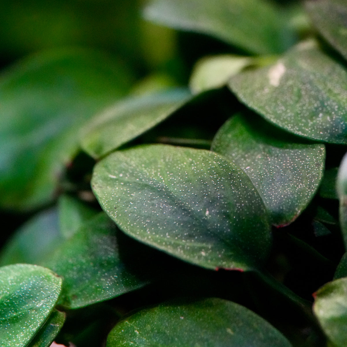 Macro shot of anubias petite mini rare aquarium epiphyte plant leaf.