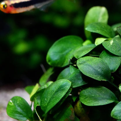 Macro shot of anubias petite mini rare aquarium epiphyte plant leaves.