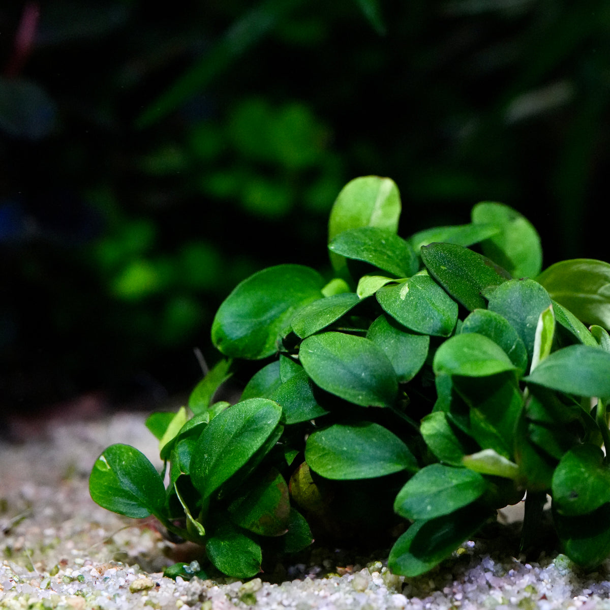 A close-up of a small green anubias petite mini rare aquarium epiphyte plants with rounded, glossy leaves growing on white sand.