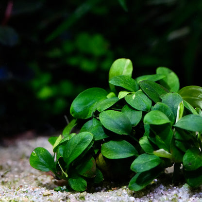 A close-up of a small green anubias petite mini rare aquarium epiphyte plants with rounded, glossy leaves growing on white sand.