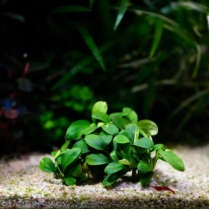 A small cluster of bright green anubias petite mini rare aquarium epiphyte plants growing on light sand in an aquarium.