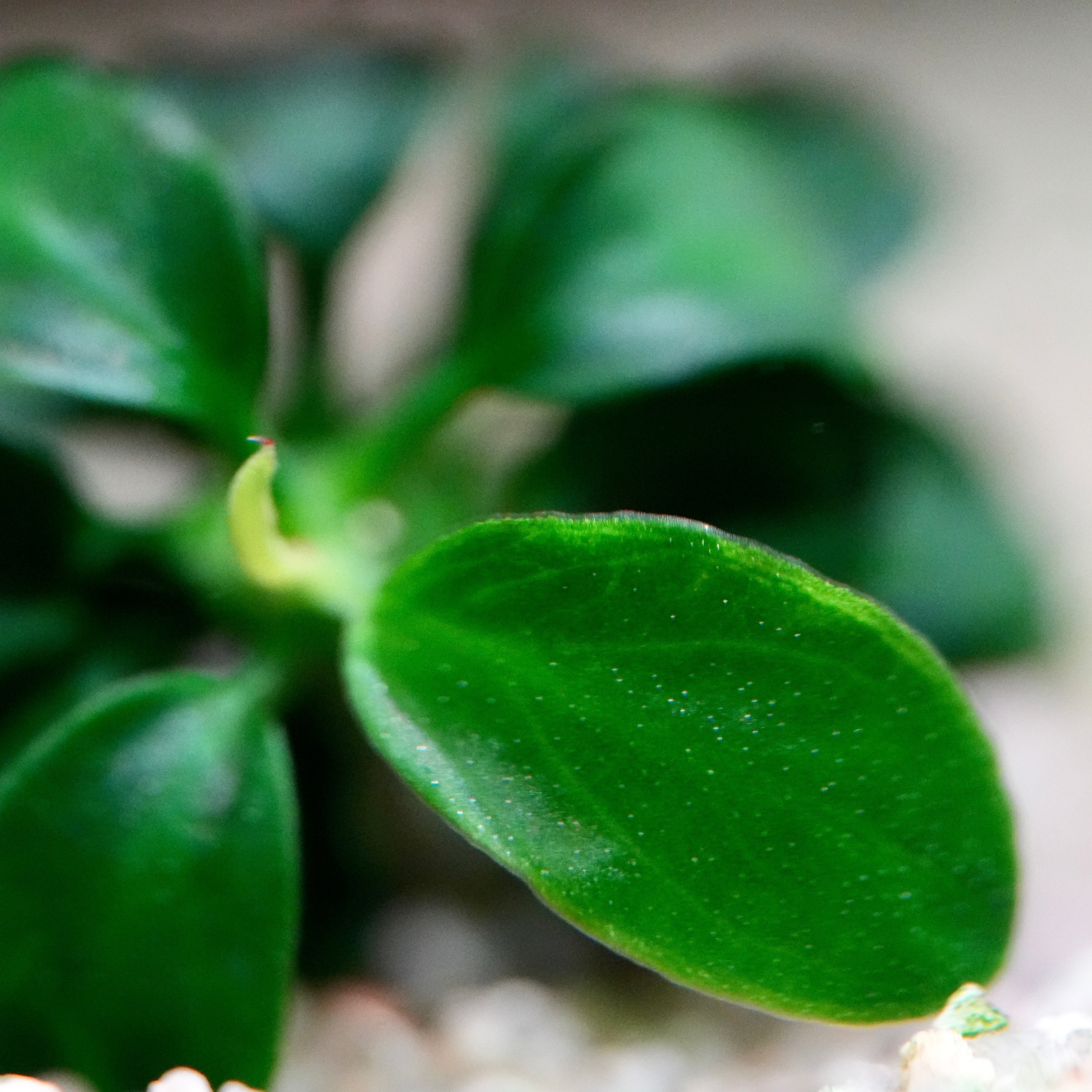 Macro shot of anubias petite nano rare aquarium plant leaf
