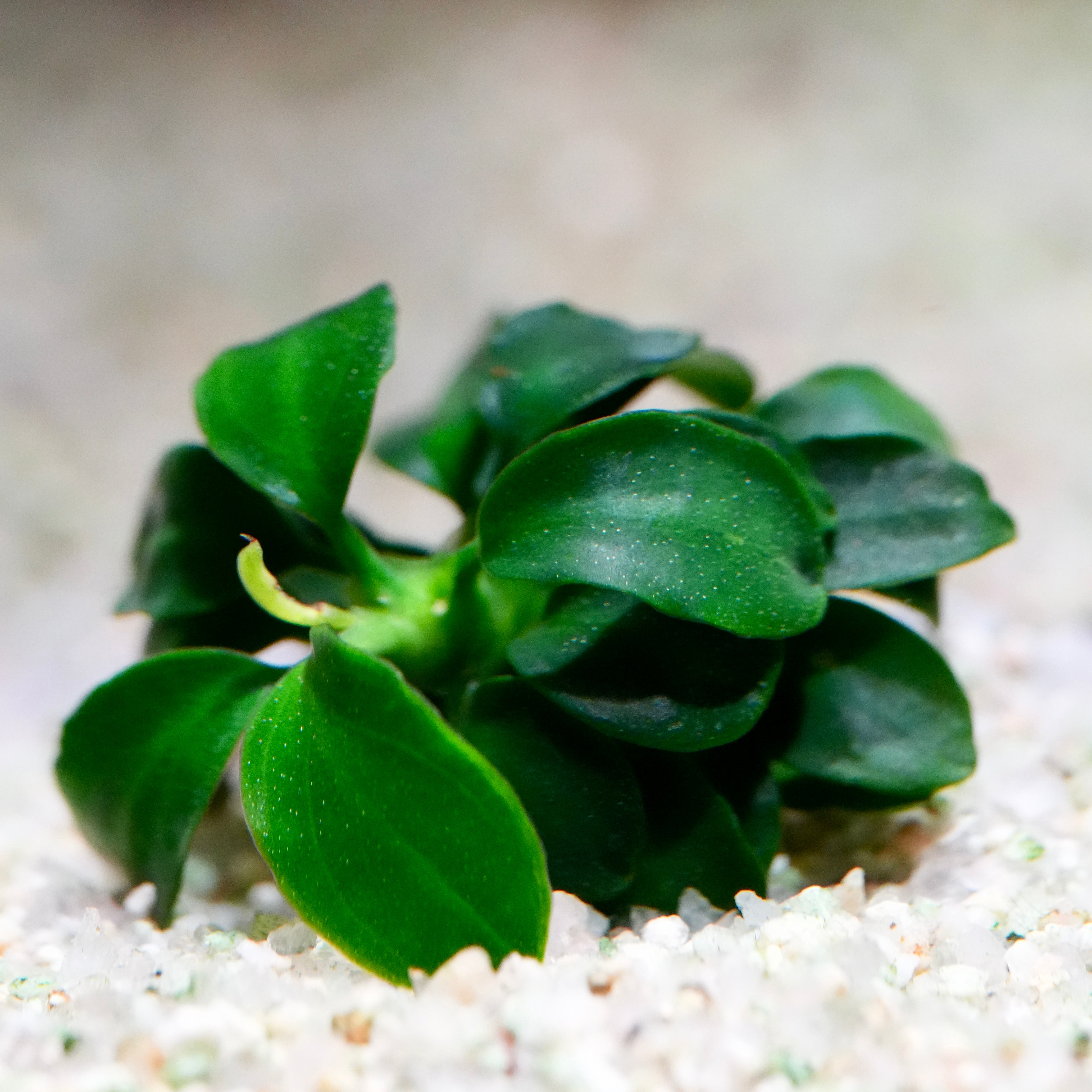 Tiny green anubias petite nano rare aquarium plant on a sandy surface with a blurred background