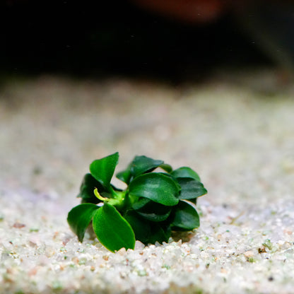 Small anubias petite nano rare aquarium plant on a sandy surface with a blurred background