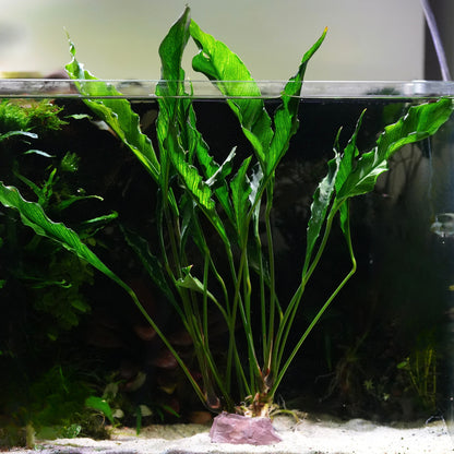 Anubias heterophylla 'Supernova' - Rare Plant