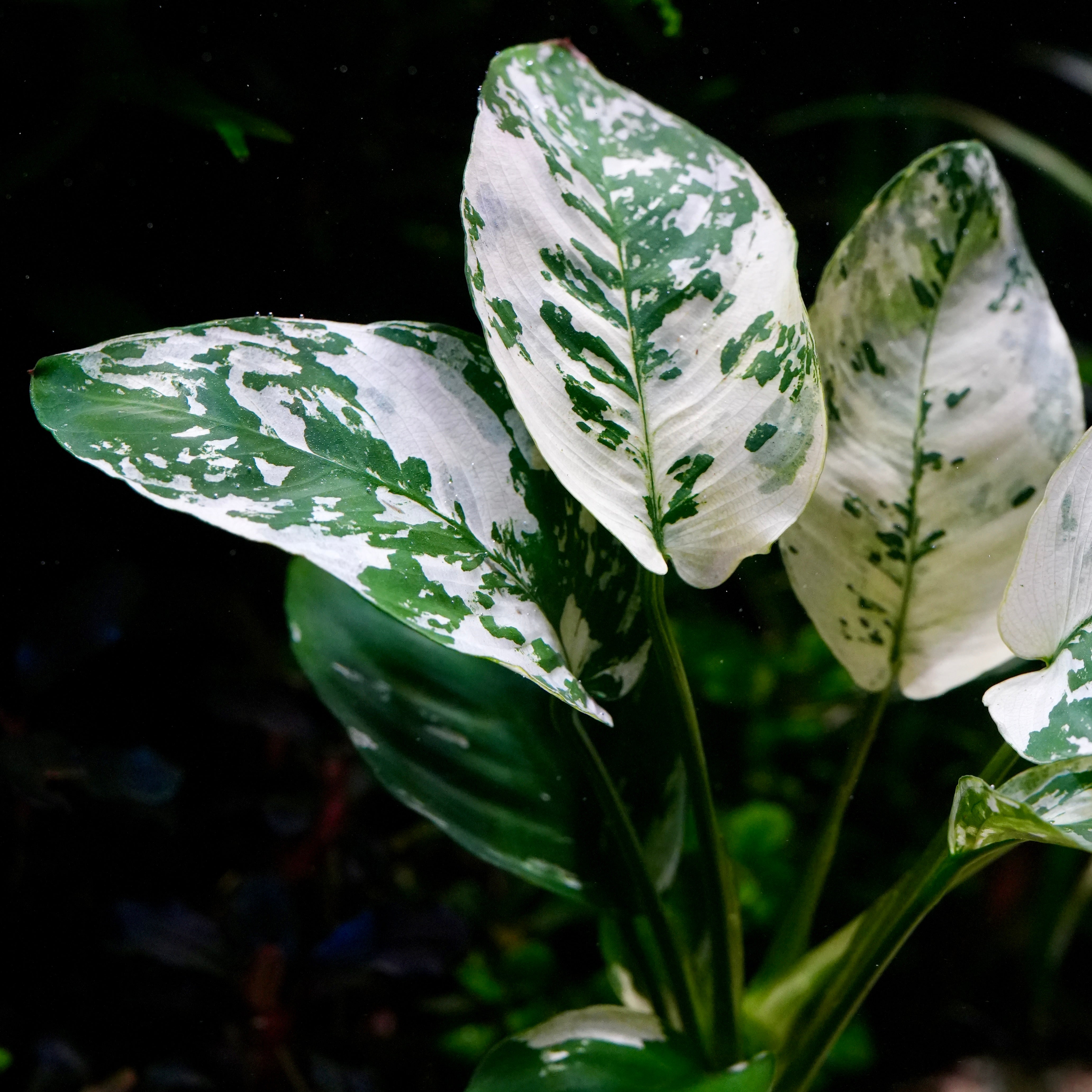 Anubias 'Var. King' - Rare Aquarium Plant - CloudAqua – Cloud Aqua