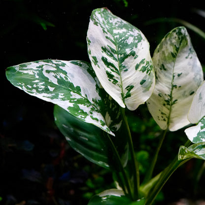 Variegated anubias var king aquatic plant with large white and green mottled leaves, photographed underwater against a dark background.