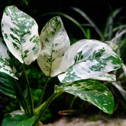Close-up of variegated anubias var king aquatic plant leaves with white and green mottled patterns, photographed underwater with a dark, blurred background.