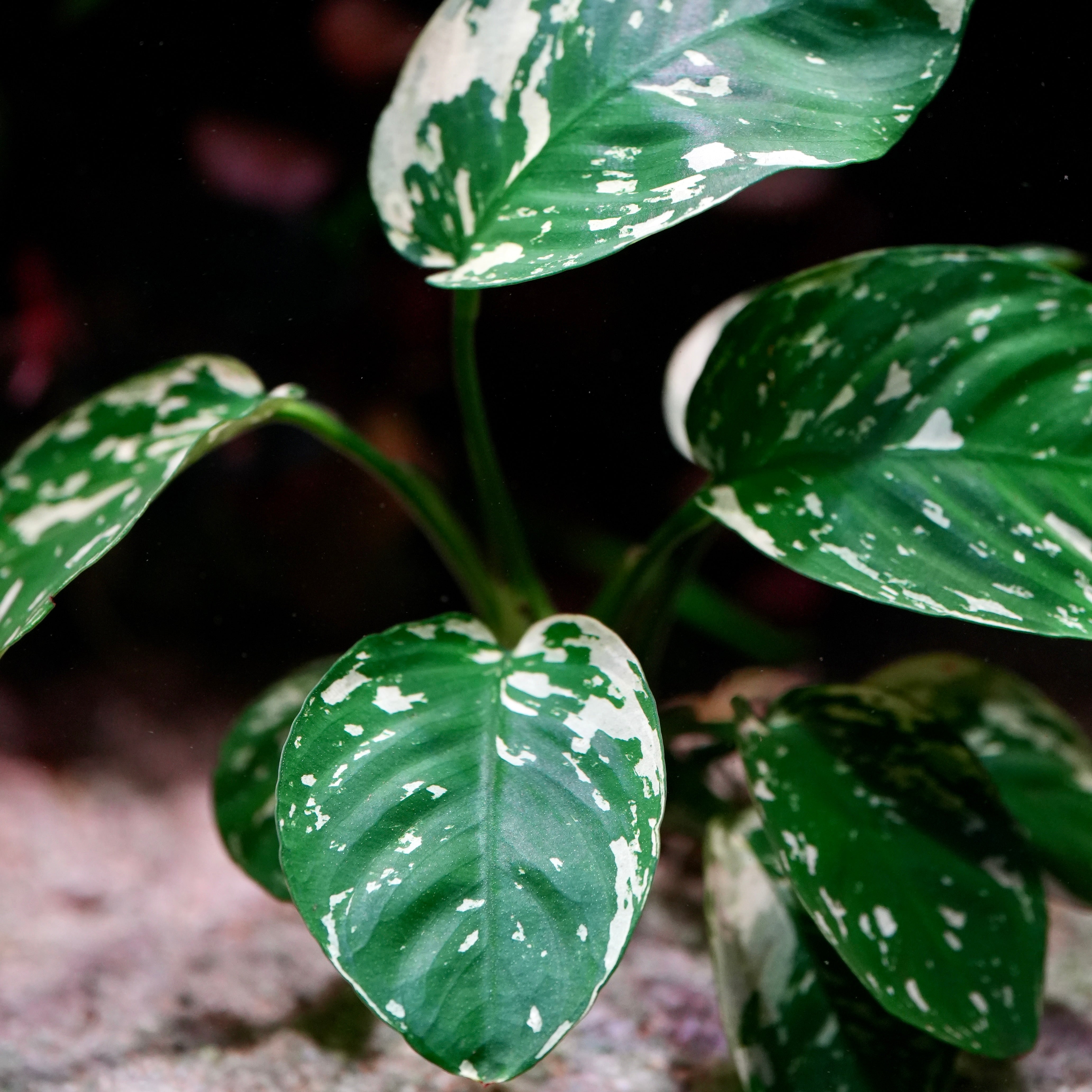 Close-up of anubias var king rare aquarium plant with green and white leaves on a dark background