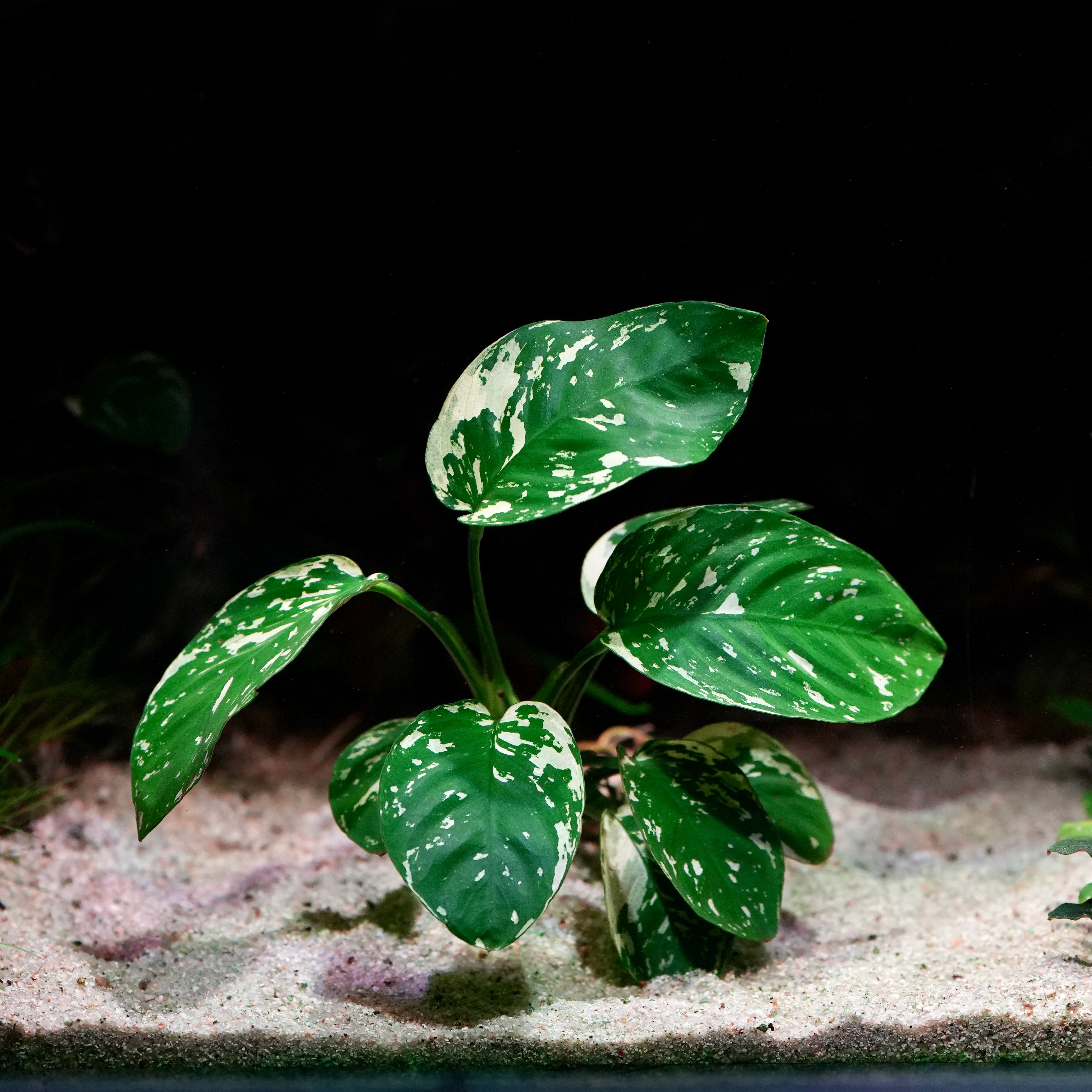 Green leafy anubias var king rare aquarium plant with white spots on a dark background