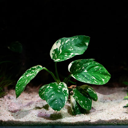 Green leafy anubias var king rare aquarium plant with white spots on a dark background
