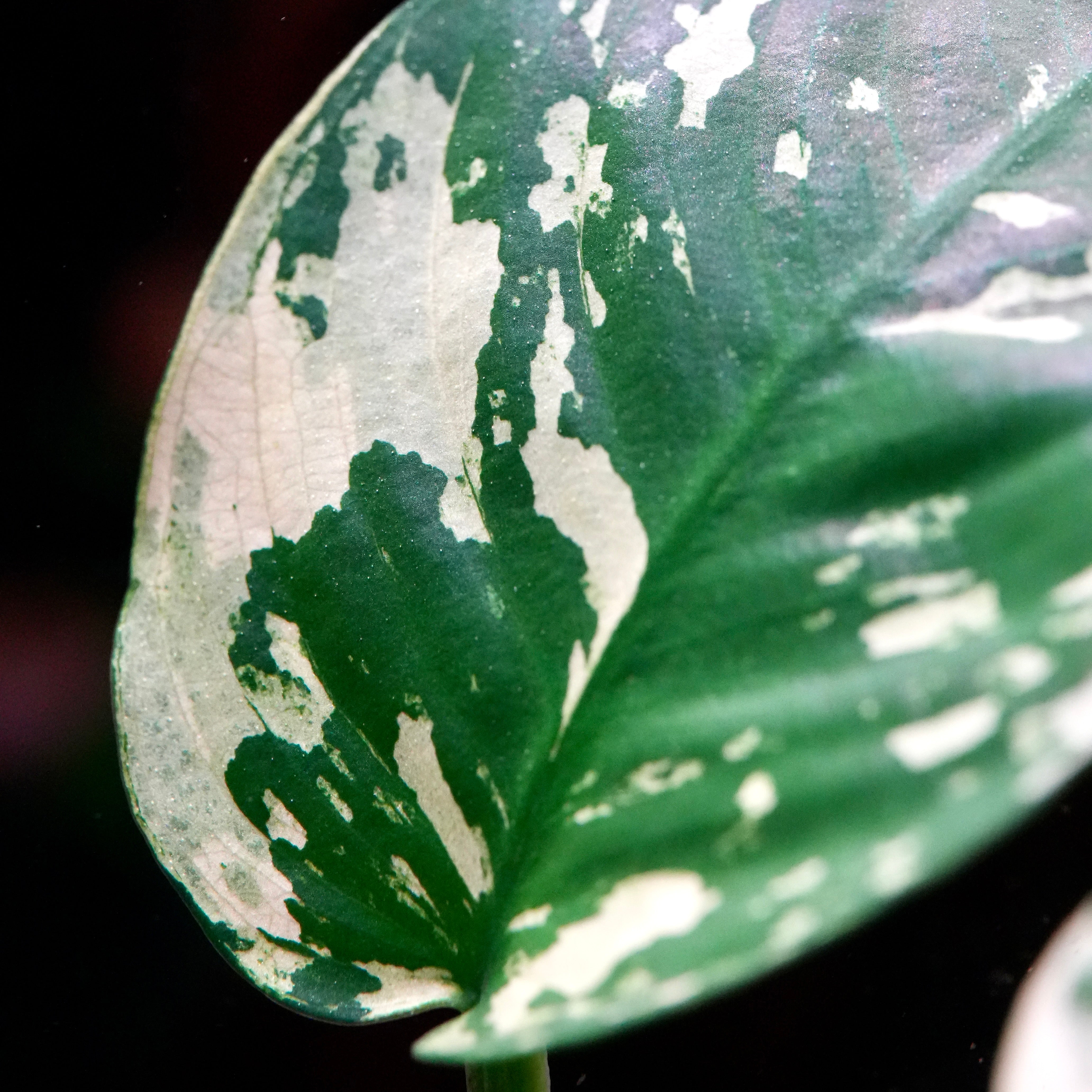 Macro shot of anubias var king rare aquarium plant leaf with white marbling variegation