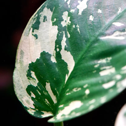 Macro shot of anubias var king rare aquarium plant leaf with white marbling variegation