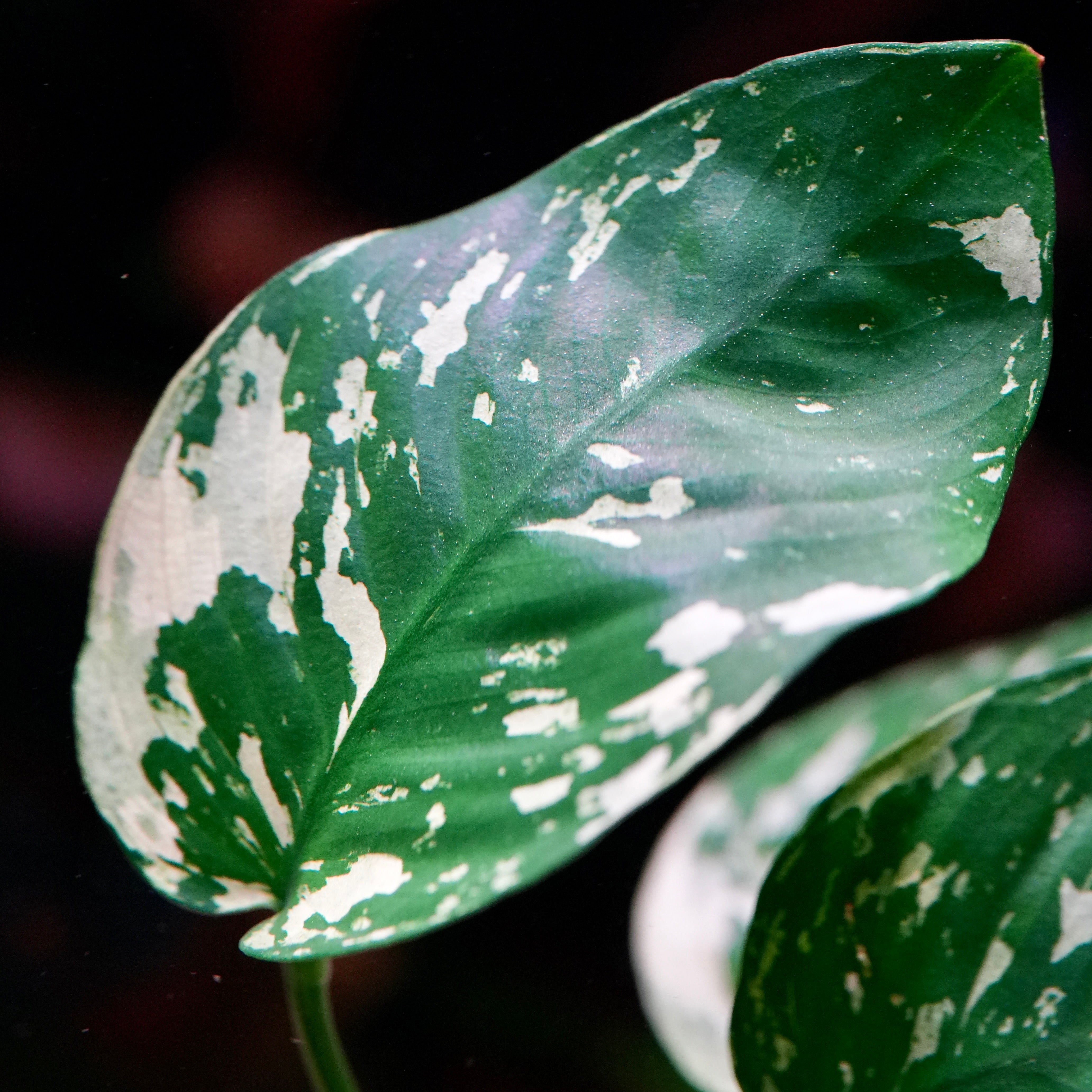 Close-up of anubias var king rare aquarium plant green leaf with white spots