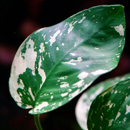 Close-up of anubias var king rare aquarium plant green leaf with white spots