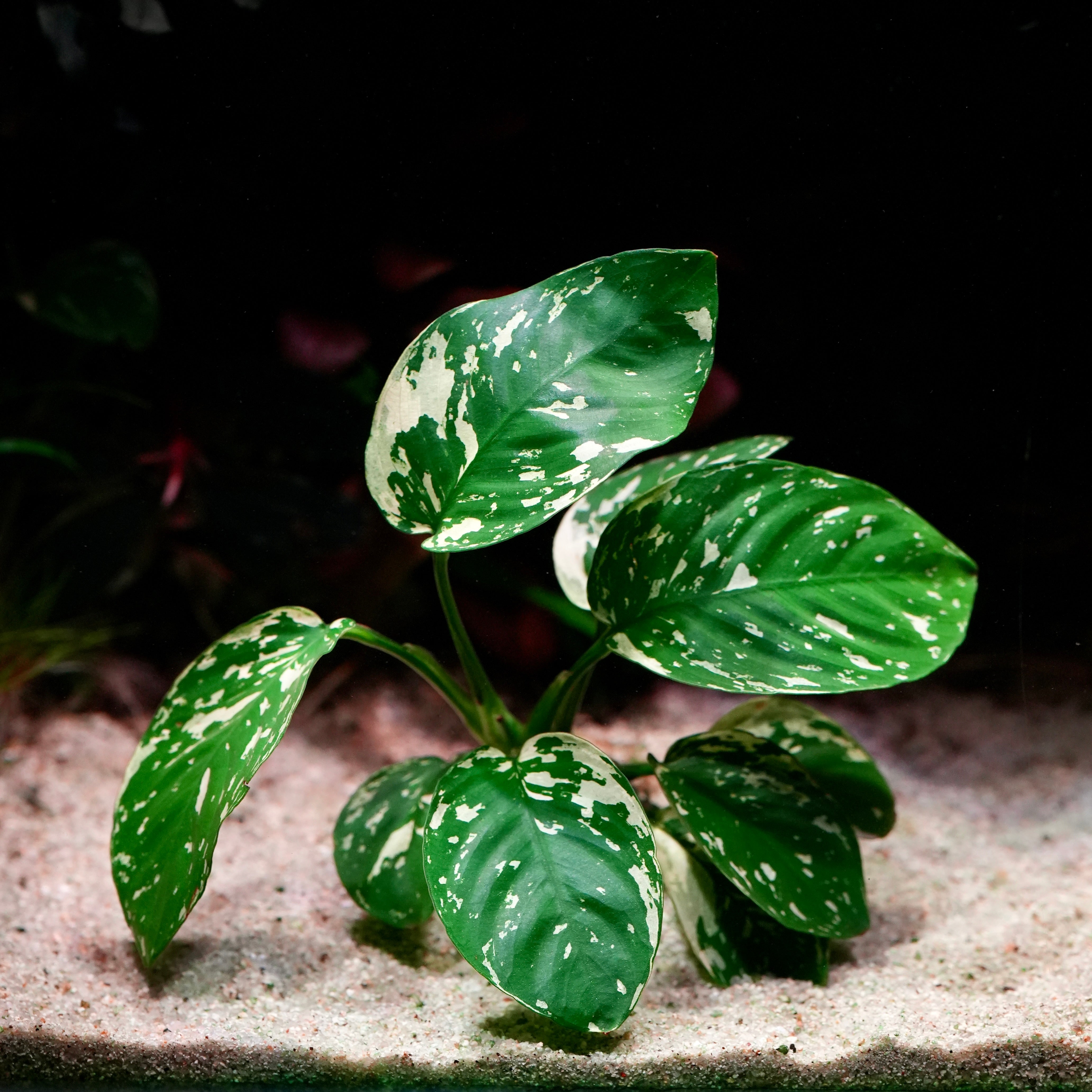 Green anubias var king rare aquarium plant with variegated white leaves in sand