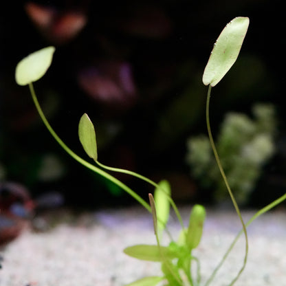 Macro shot of green aponogeton natans aquarium bulb plant leaf