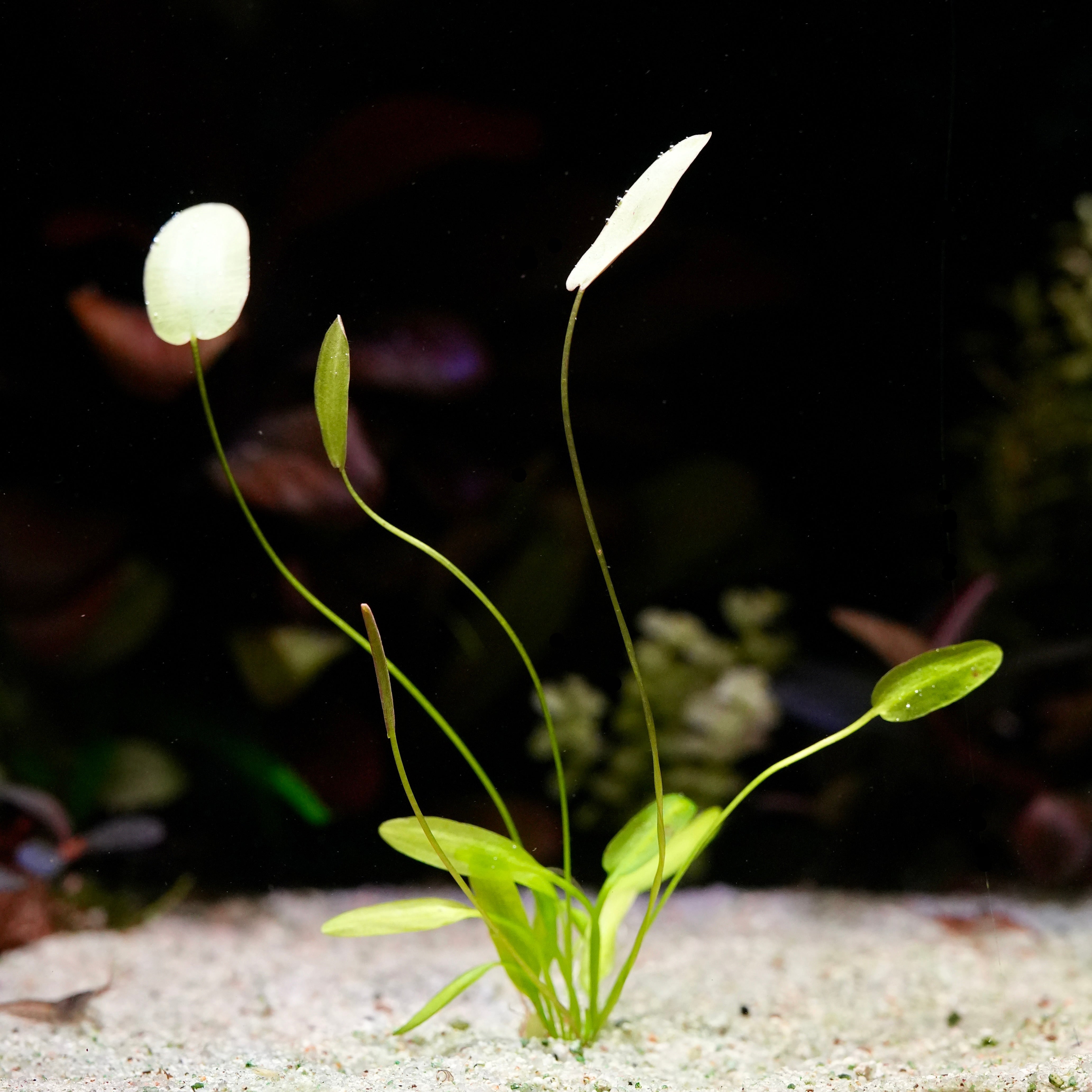 Green aponogeton natans aquarium bulb plant in sand