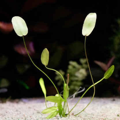 Green aponogeton natans aquarium bulb plant with floating leaves on a dark background