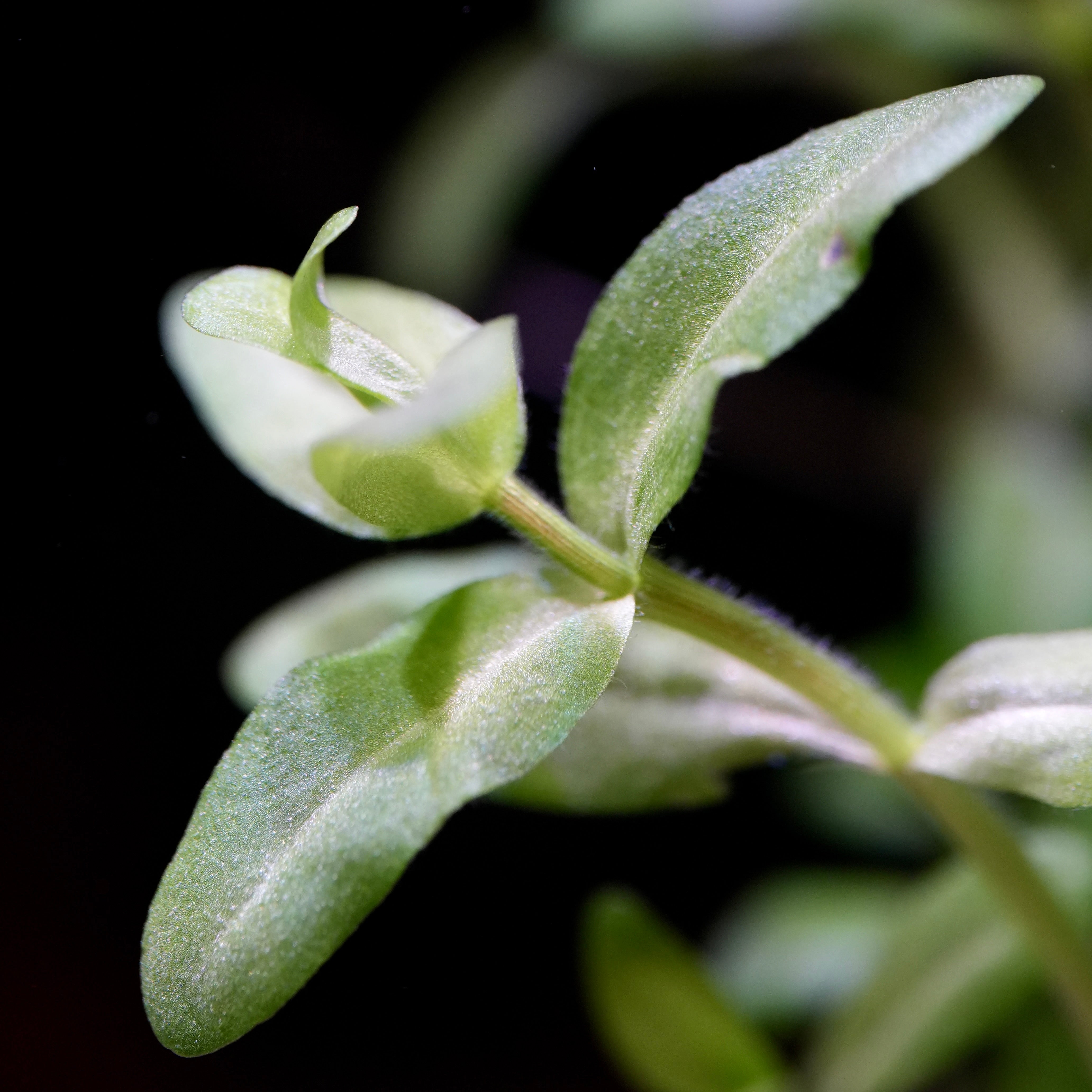 Macro shot of a green leaf from bacopa caroliniana aquatic plant
