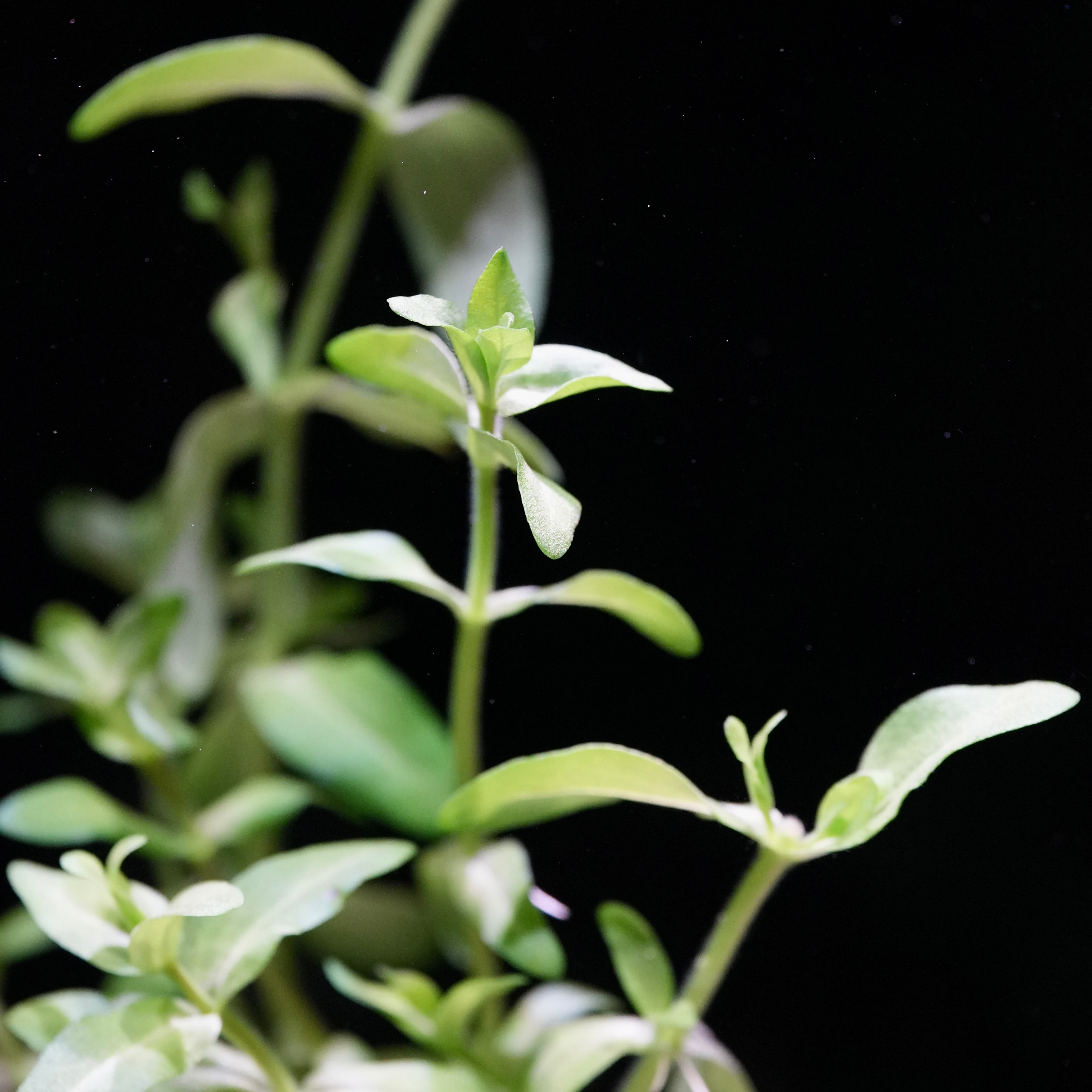 Close-up of green leaves and bud of bacopa caroliniana aquatic plant