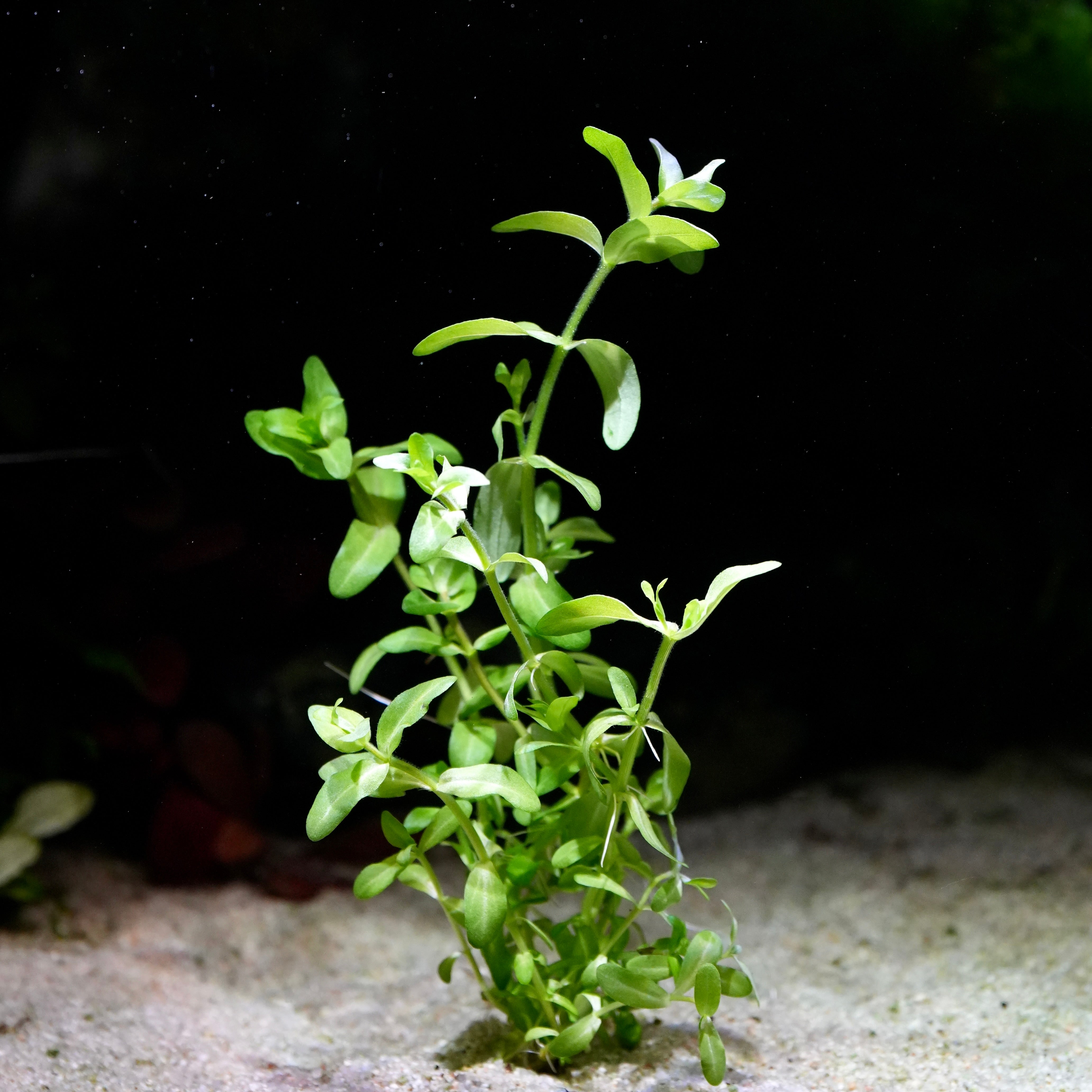 Green leaves and stem plant bacopa caroliniana aquatic plant
