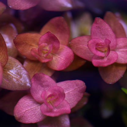 Close-up of pink bacopa colorata aquarium plant top view