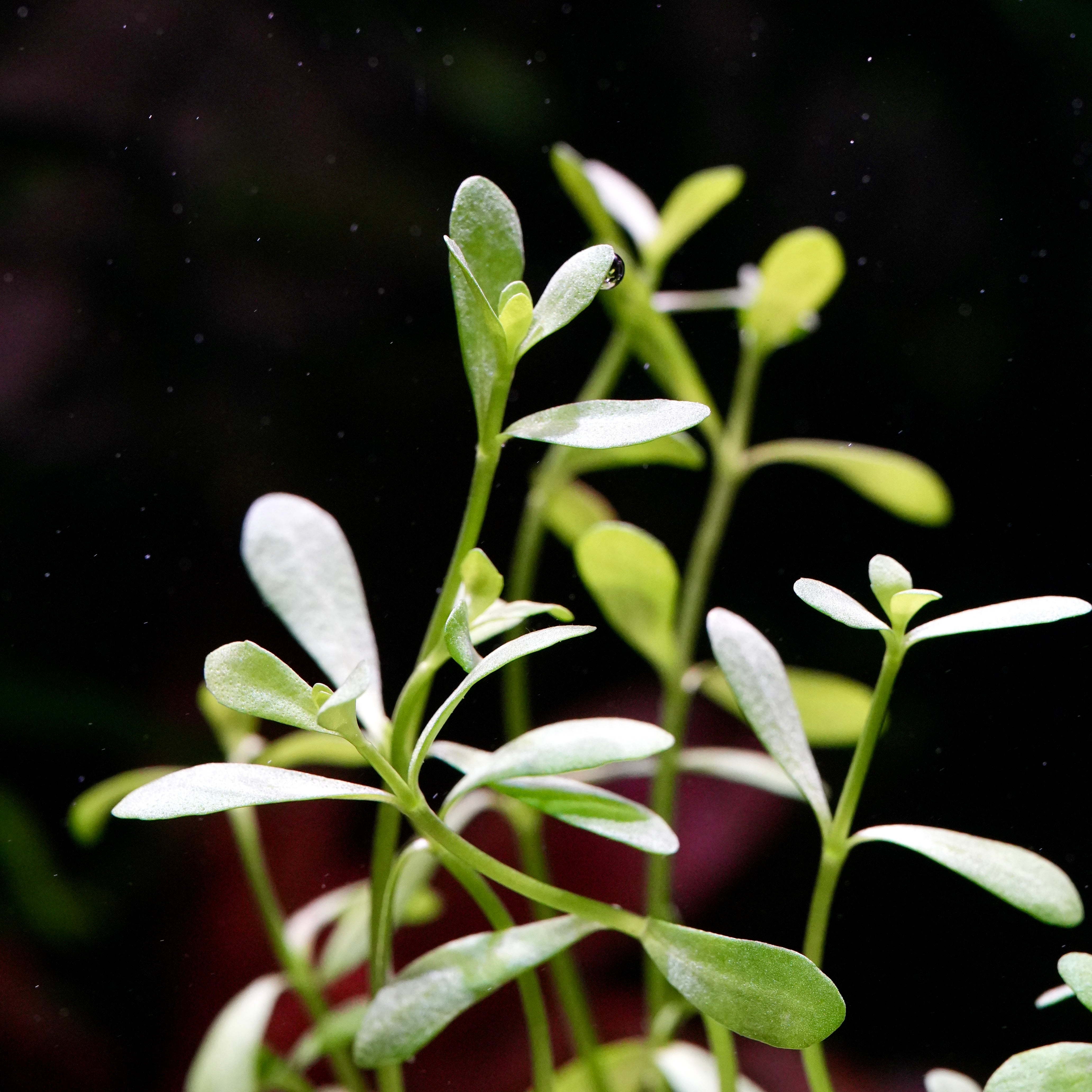 Macro shot of bacopa monnieri aquarium stem plant leaves