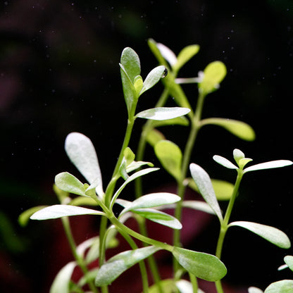 Macro shot of bacopa monnieri aquarium stem plant leaves