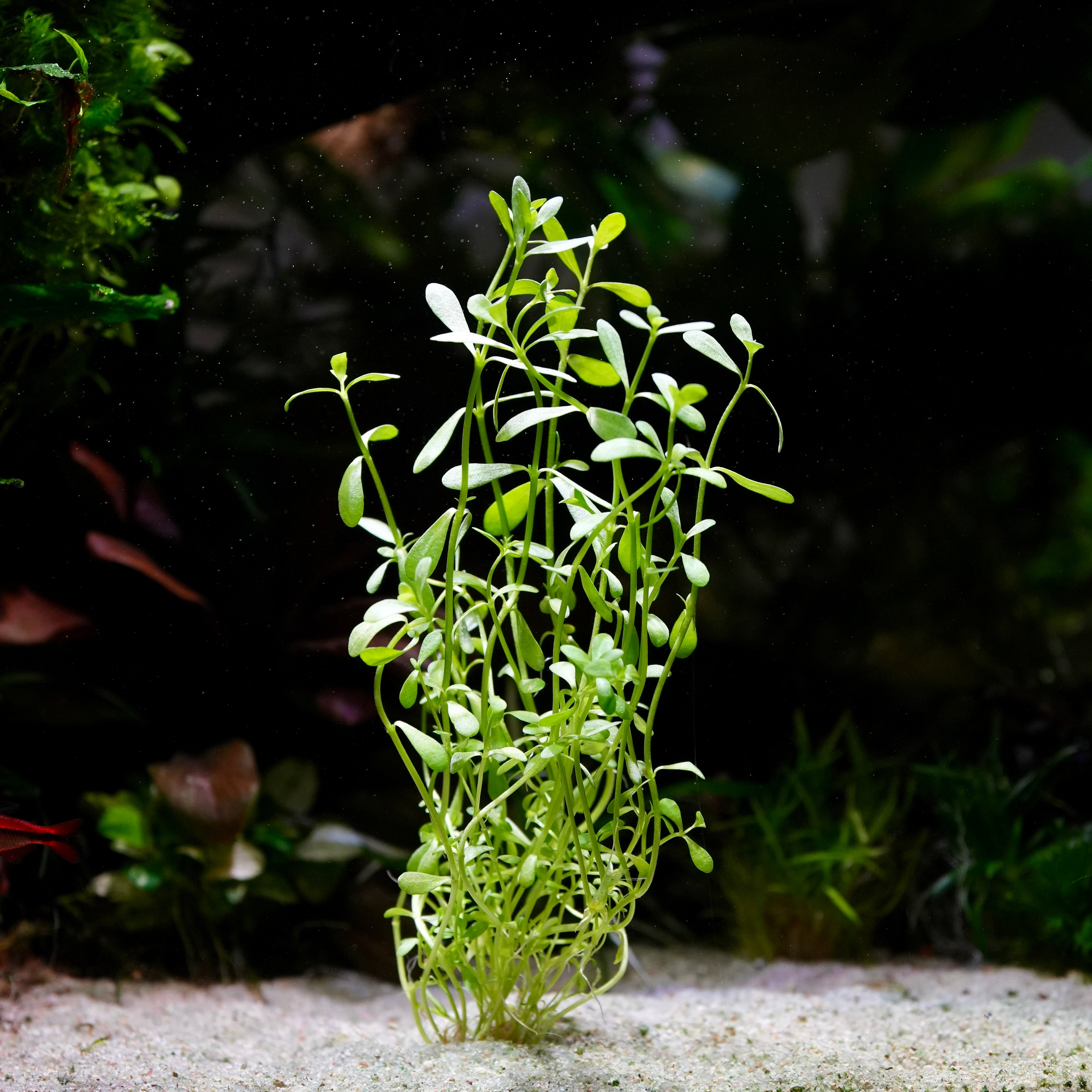 Green bacopa monnieri aquarium stem plant in sand