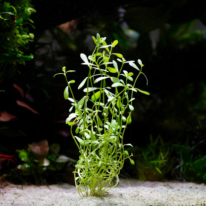 Green bacopa monnieri aquarium stem plant in sand