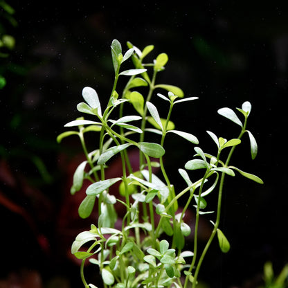 Close up of leaves of bacopa monnieri aquarium stem plant