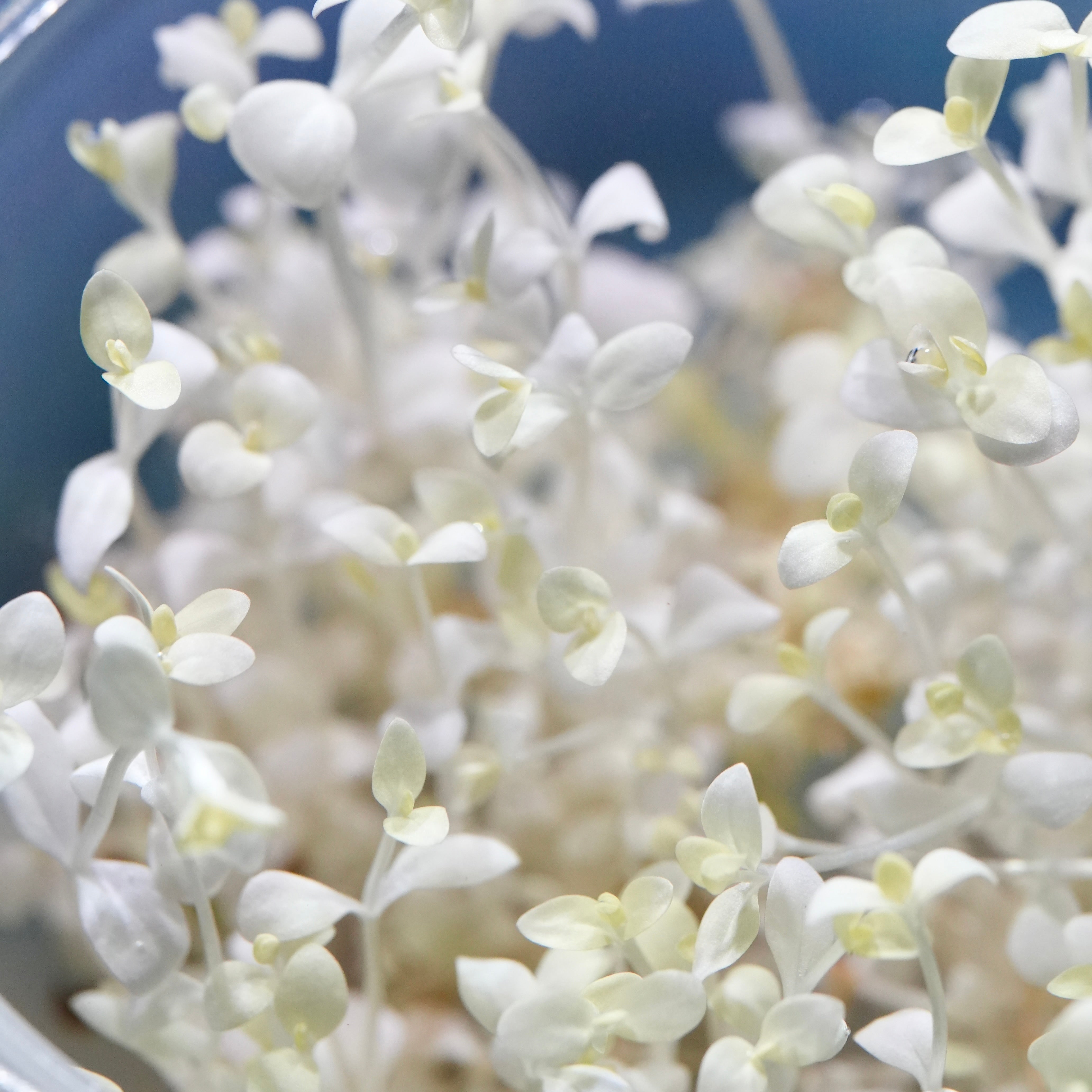 Close-up of sprouting bacopa monnieri white rare aquarium stem plant