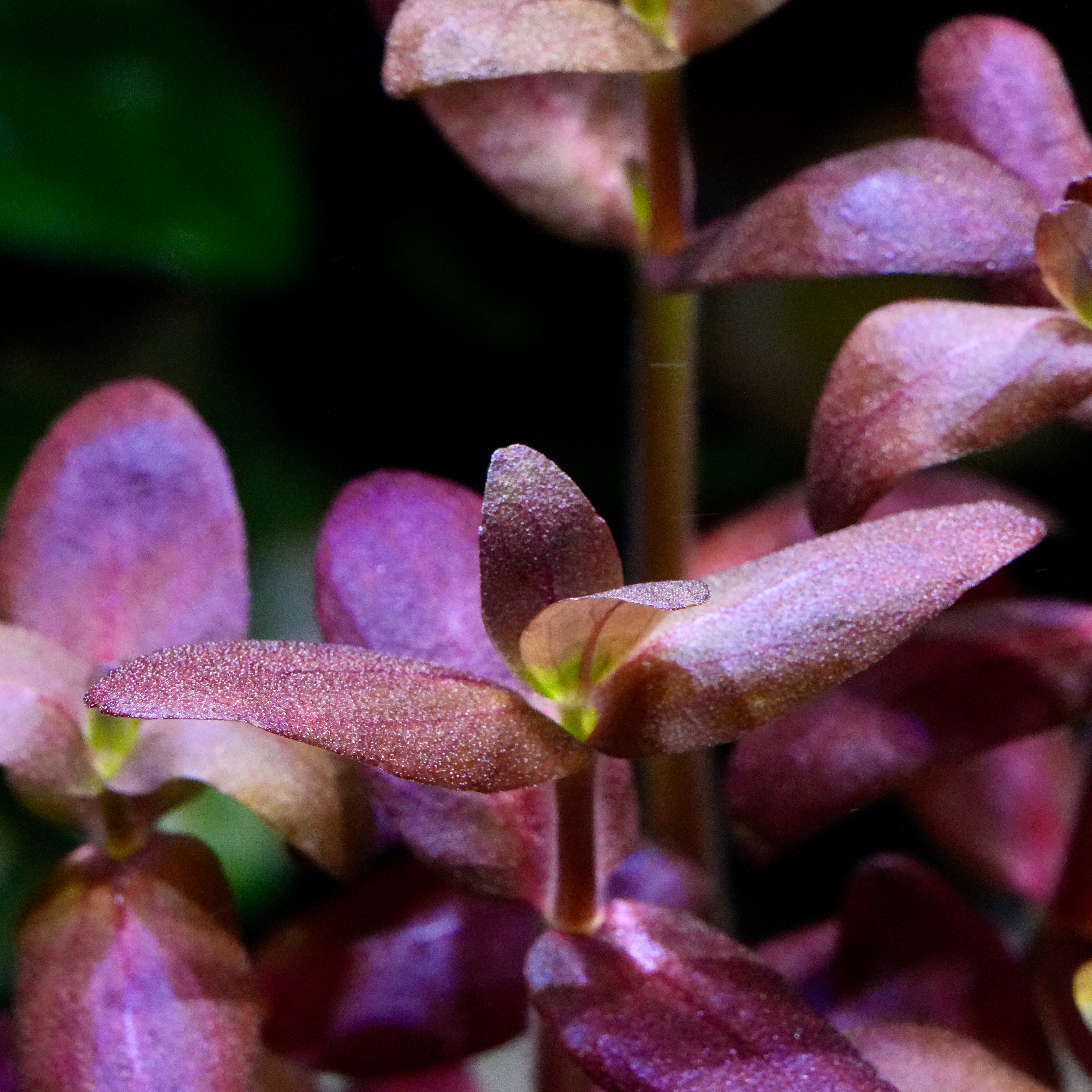 Close-up of a bunch of bacopa salzmannii purple aquarium stem plant with a blurred green background