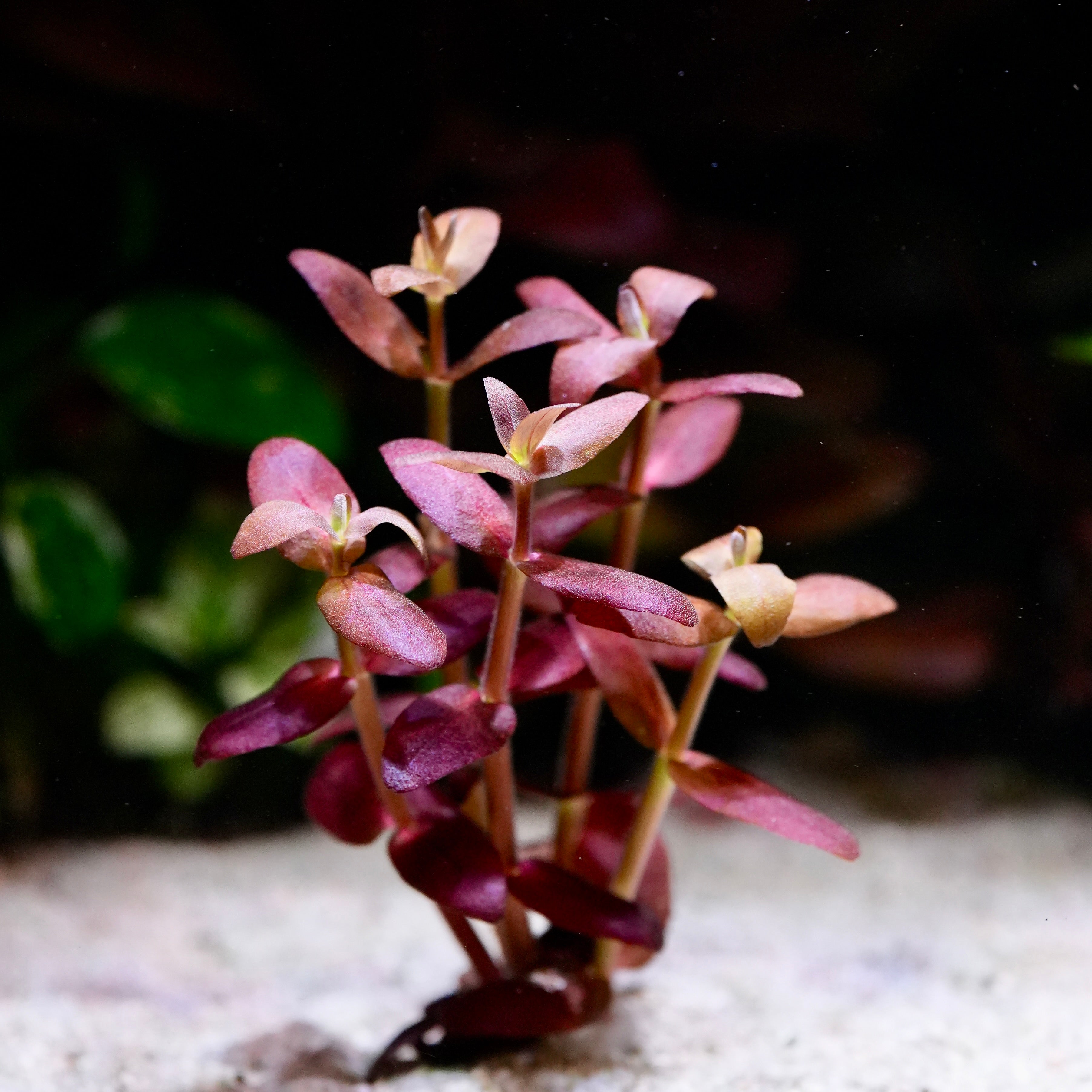 Purple bacopa salzmannii purple aquarium stem plant on sandy substrate