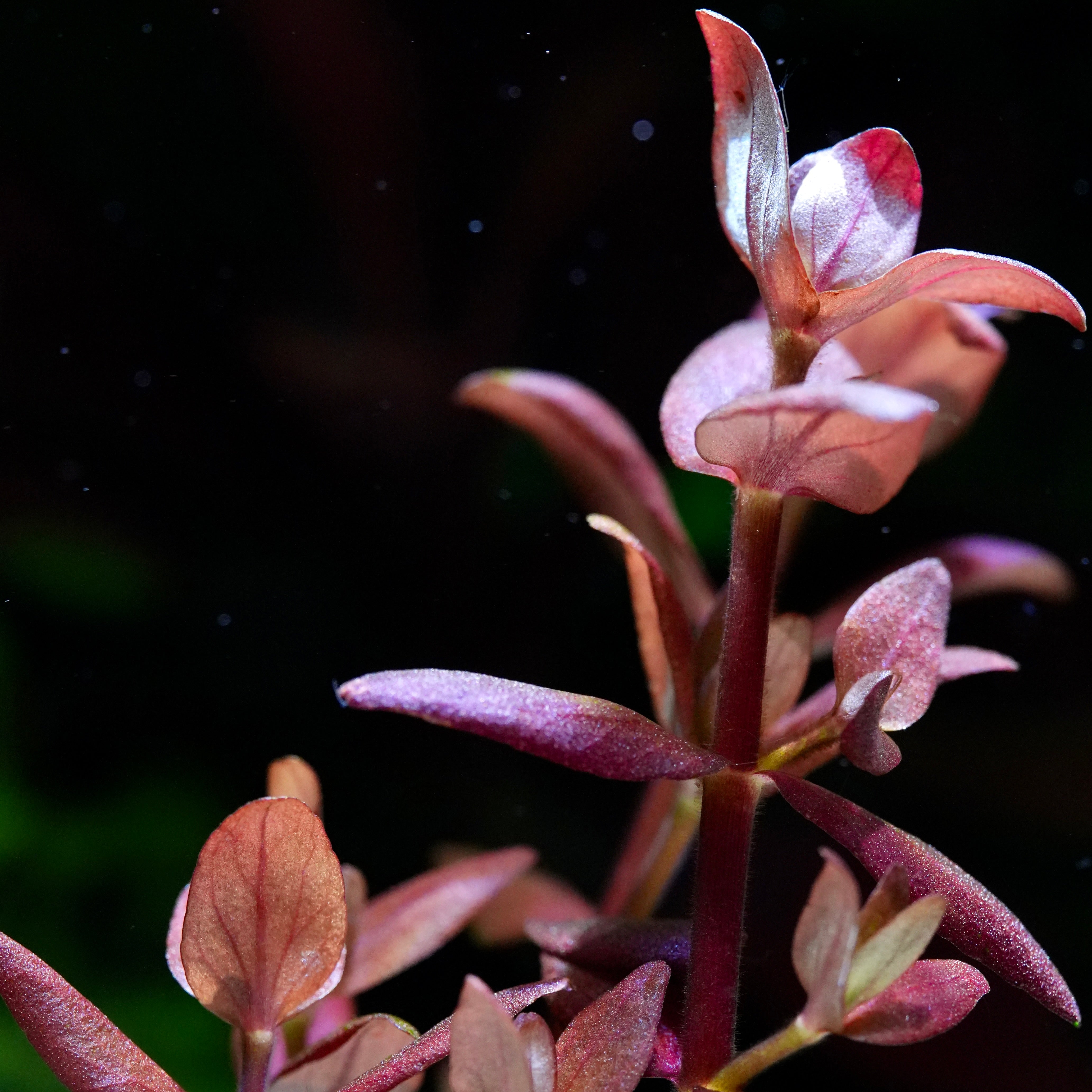 Tips of bacopa salzmannii purple aquarium stem plant