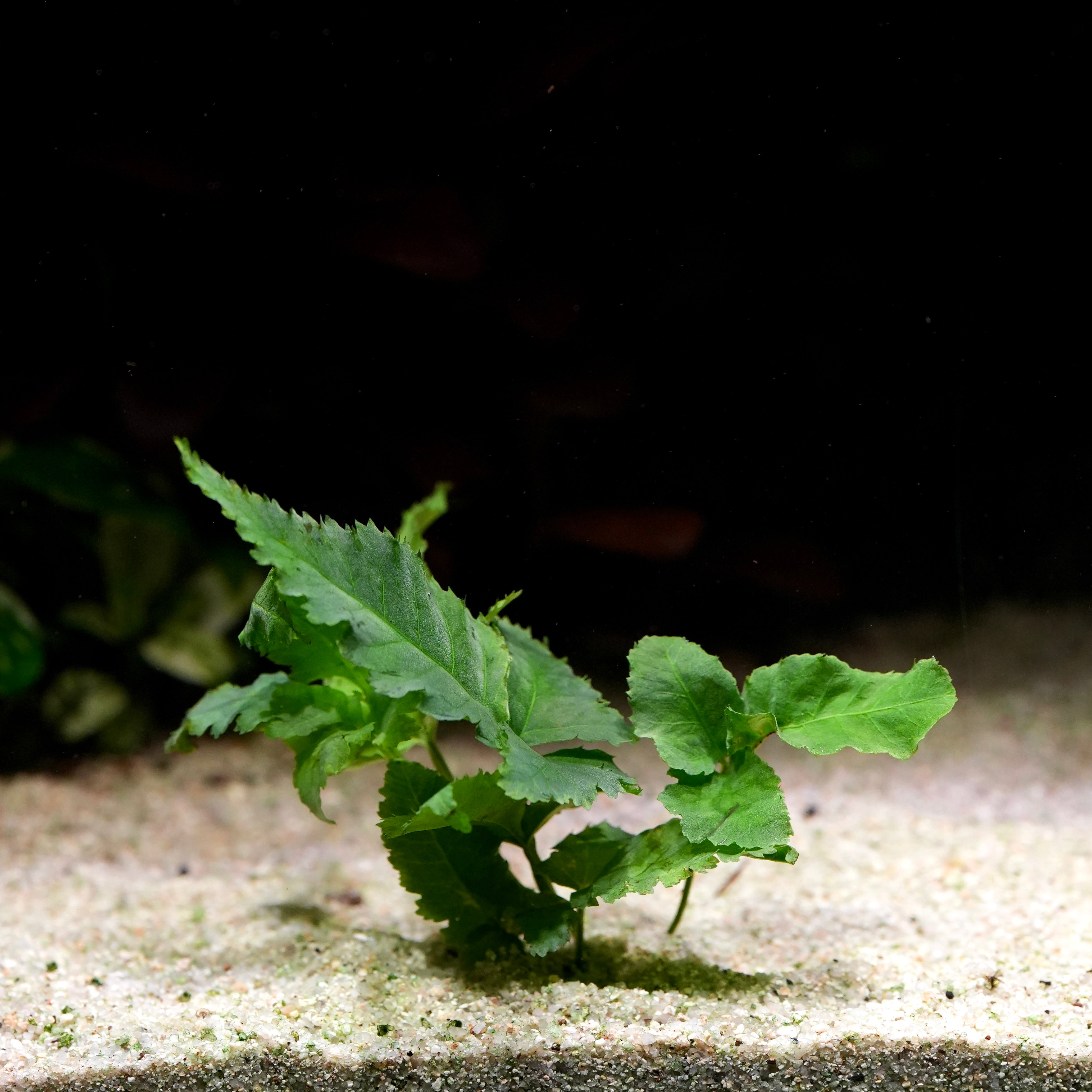 Green leafy bolbitis heteroclita asiatica aquatic fern plant on a sandy substrate