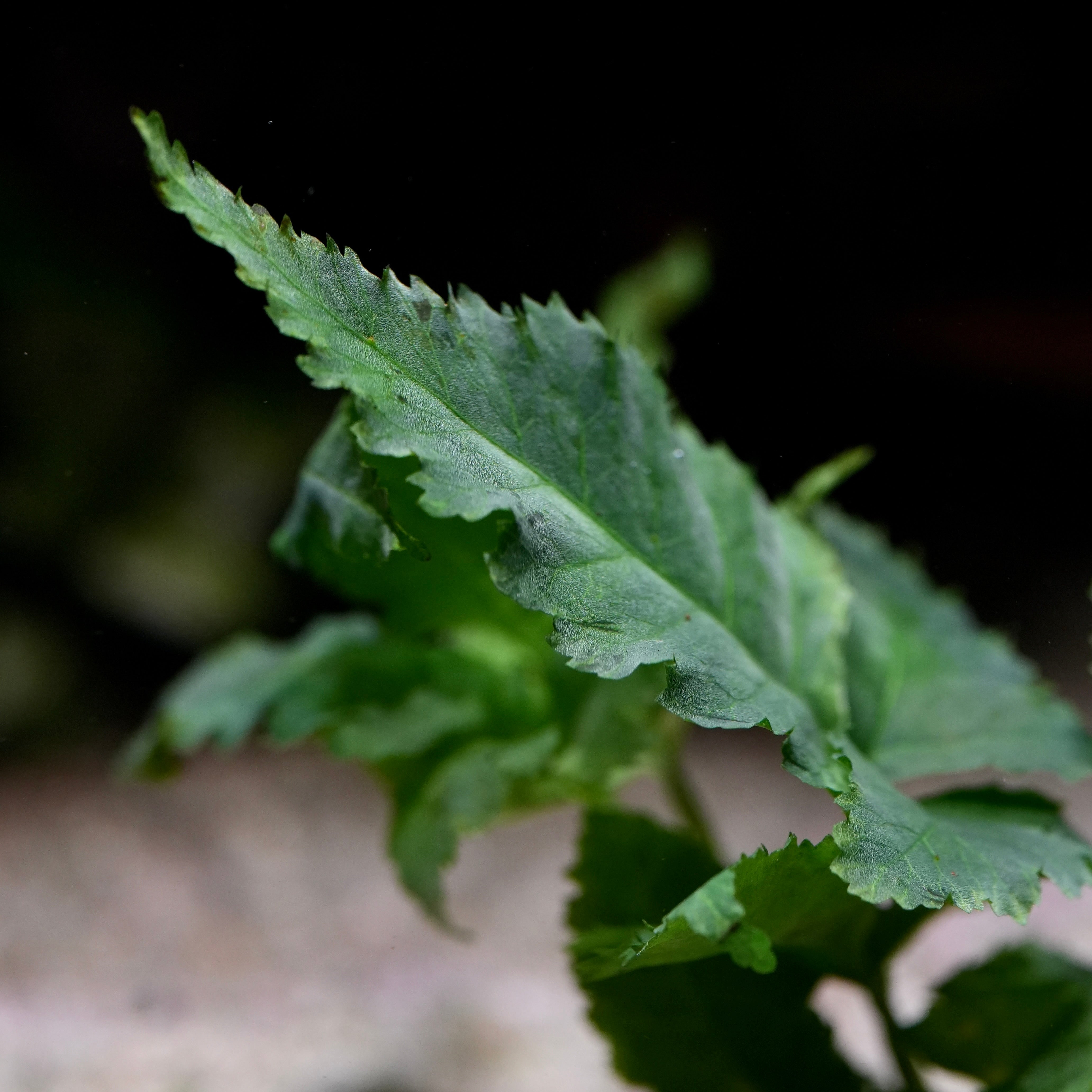 Macro shot of bolbitis heteroclita asiatica aquatic fern plant leaf