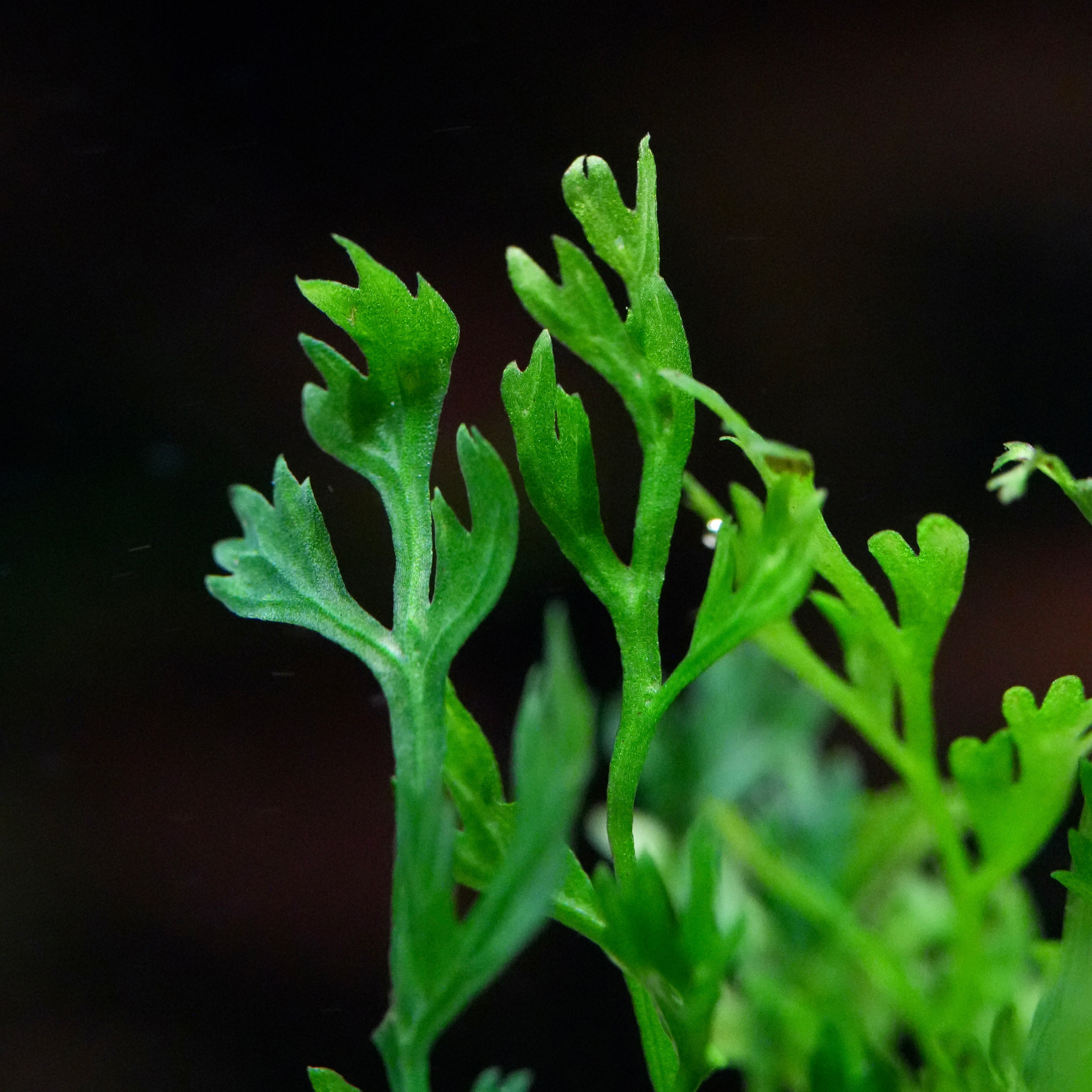 Macro shot of bolbitis heteroclita difformis aquarium plant leaf